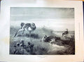Old 1897 Birds Bustards Sunrise Outdoor Scene Franz Schubert Centenar Victorian
