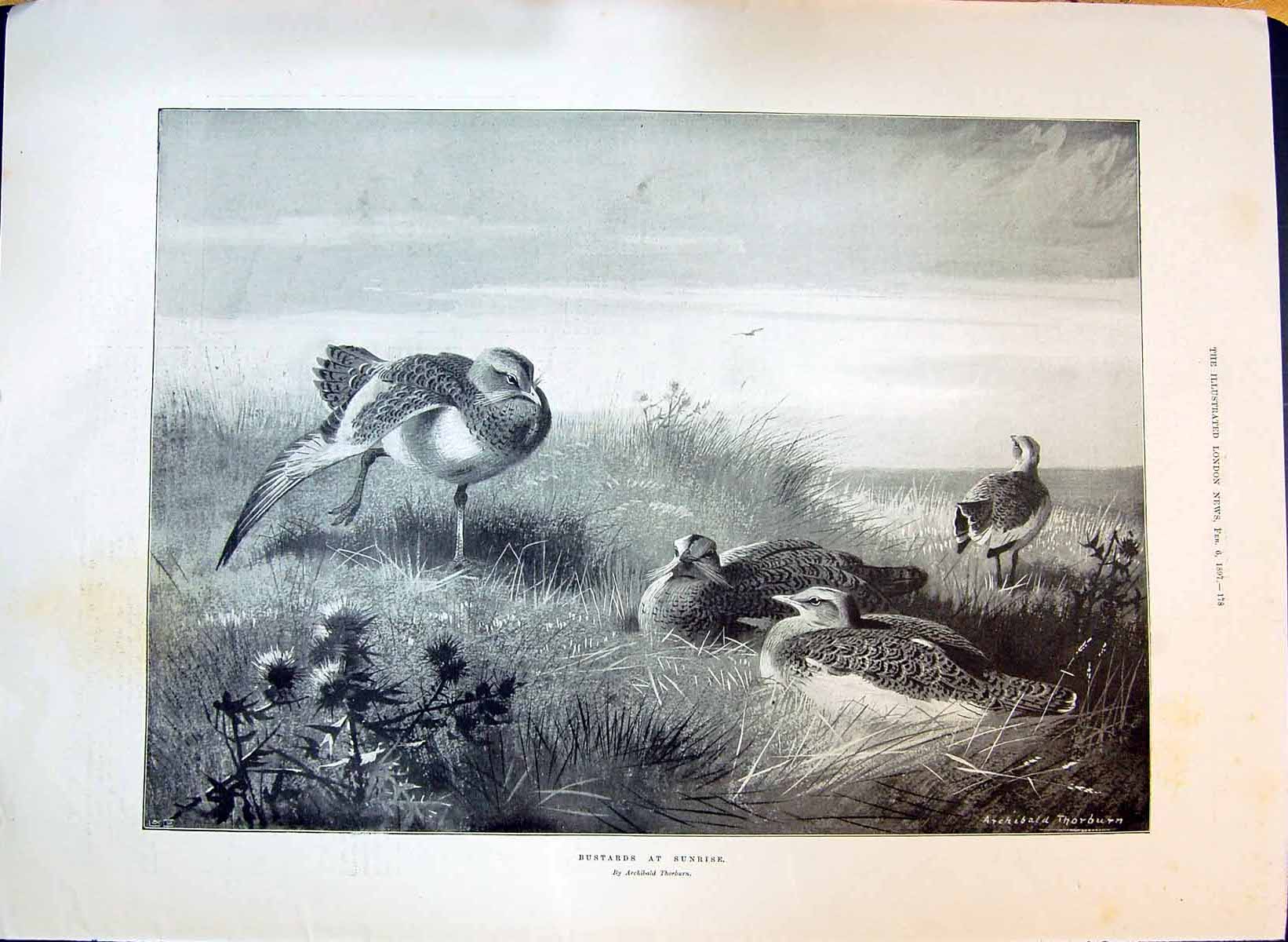 Old 1897 Birds Bustards Sunrise Outdoor Scene Franz Schubert Centenar Victorian