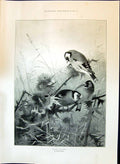 Original Old Antique Print 1897 Gfinches Archibald Thorburn Outdoor Scene Birds