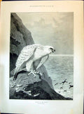 Print 1897 Falcon On The Watch On Cliffs Thorburn Floods In Lea Valley Scenes