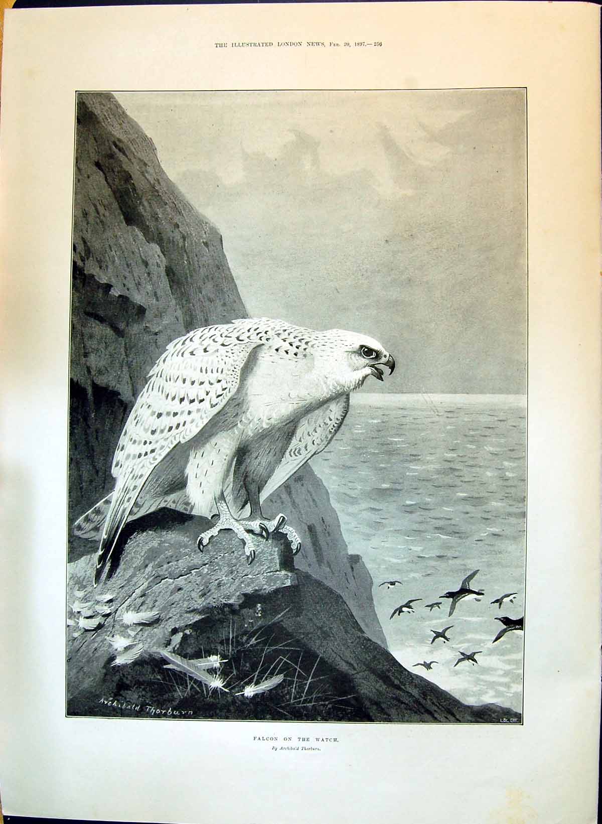 Print 1897 Falcon On The Watch On Cliffs Thorburn Floods In Lea Valley Scenes