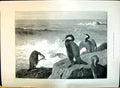Old Antique Print 1897 Wild West Coast Birds Outdoor Scene Sea Thorburn 19th