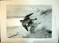 Old 1897 Merlin Seizing Her Prey Birds Beach Scene Thorburn Ladies At Victorian