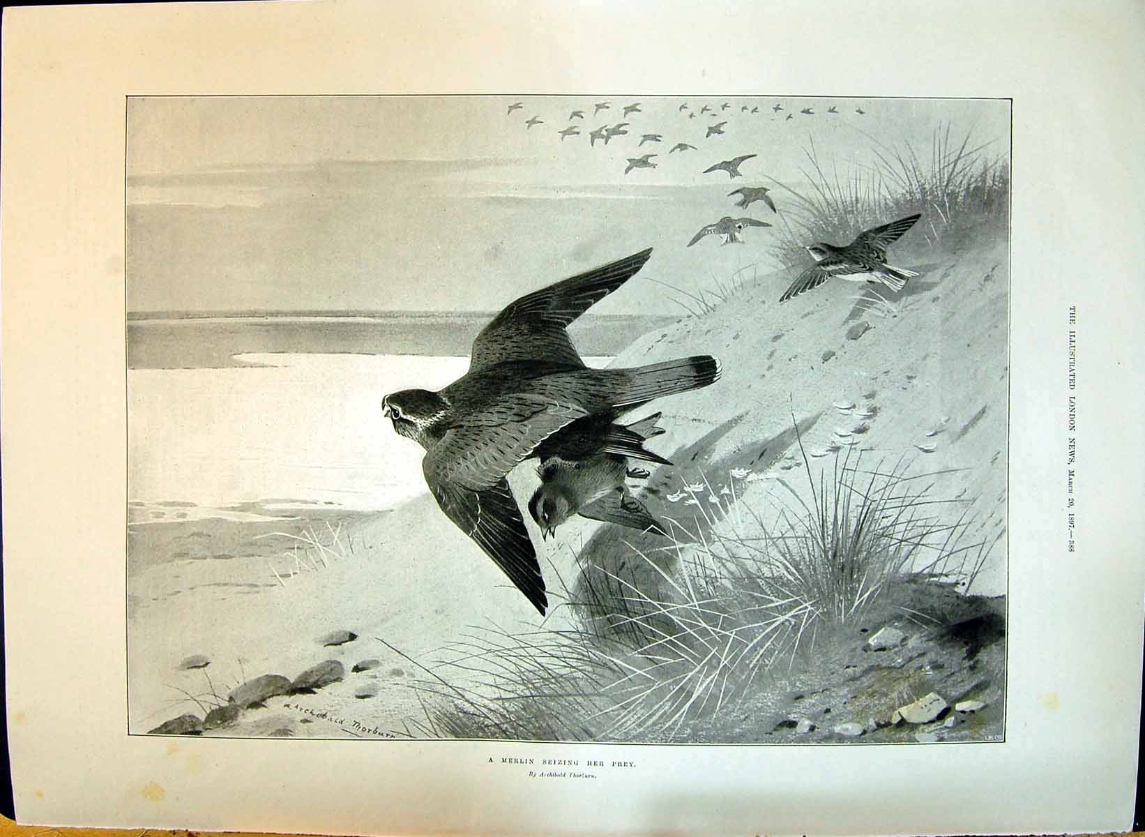 Old 1897 Merlin Seizing Her Prey Birds Beach Scene Thorburn Ladies At Victorian