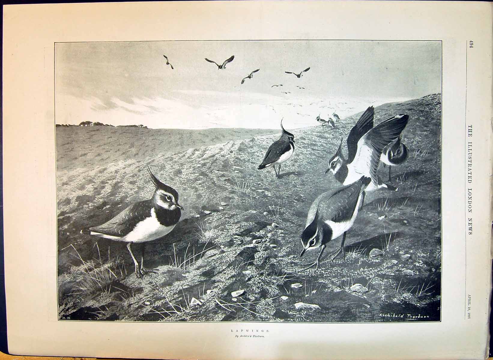 Print 1897 Lapwings Birds Spoils Benin Horniman Museum Forest Hill Trophy Warwickshire