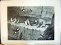 Old Print 1897 Guillemots Puffins Birds Island Handa Her Majesty'S Theatre Seats