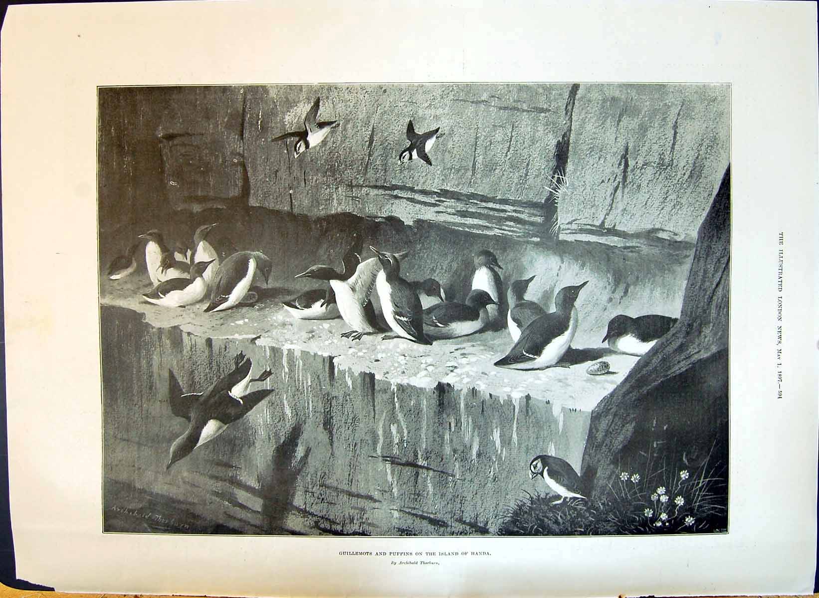 Old Print 1897 Guillemots Puffins Birds Island Handa Her Majesty'S Theatre Seats
