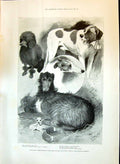 Old 1897 Ladies Kennel Show Botanical Gardens Long Poodle Stephens Be Victorian