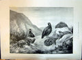 Old Print 1897 Grouse Birds Hunting Henry Stannard Majesty Queen Victoria 19th
