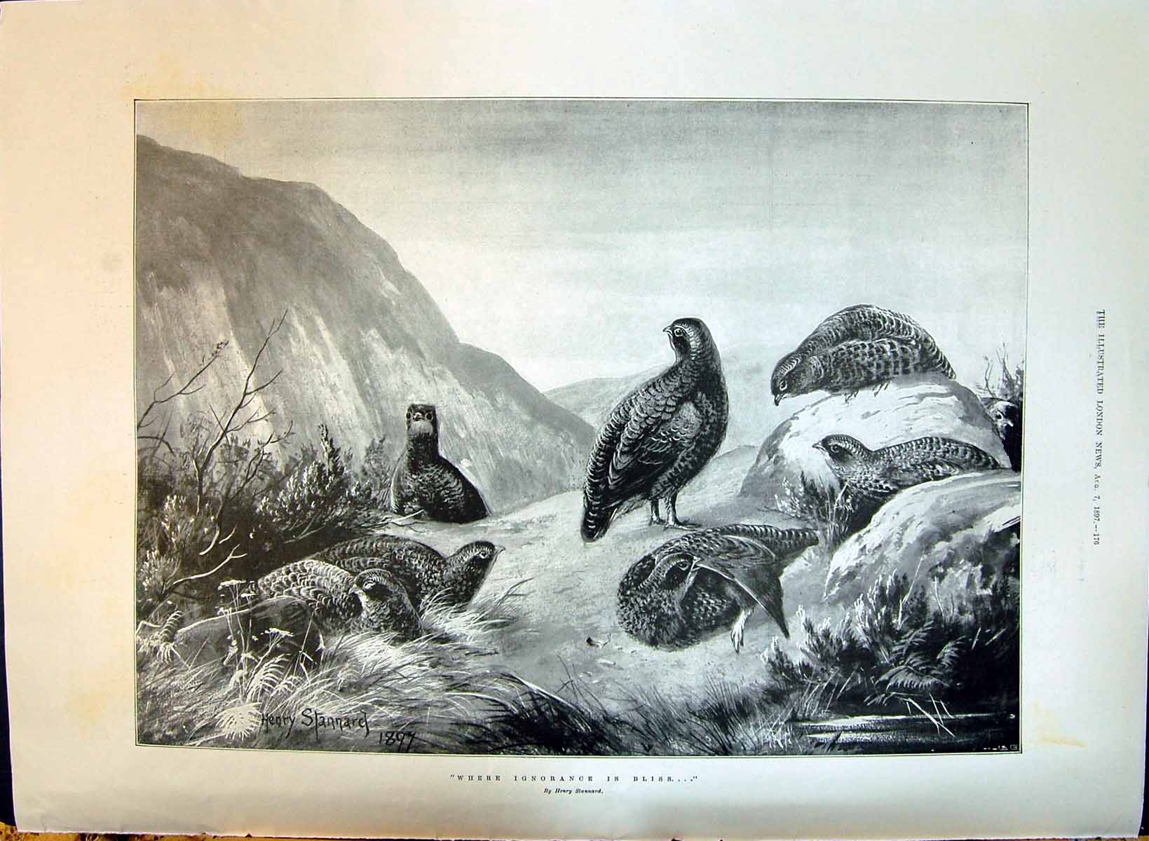 Old Print 1897 Grouse Birds Hunting Henry Stannard Majesty Queen Victoria 19th