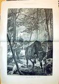 Old 1897 Shooting Elk Far North Canada Hunting Sport Canton Woodville 19th