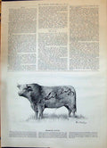 Antique Old Print Advertisement Liebig Company Extract Branding Cattle 1898