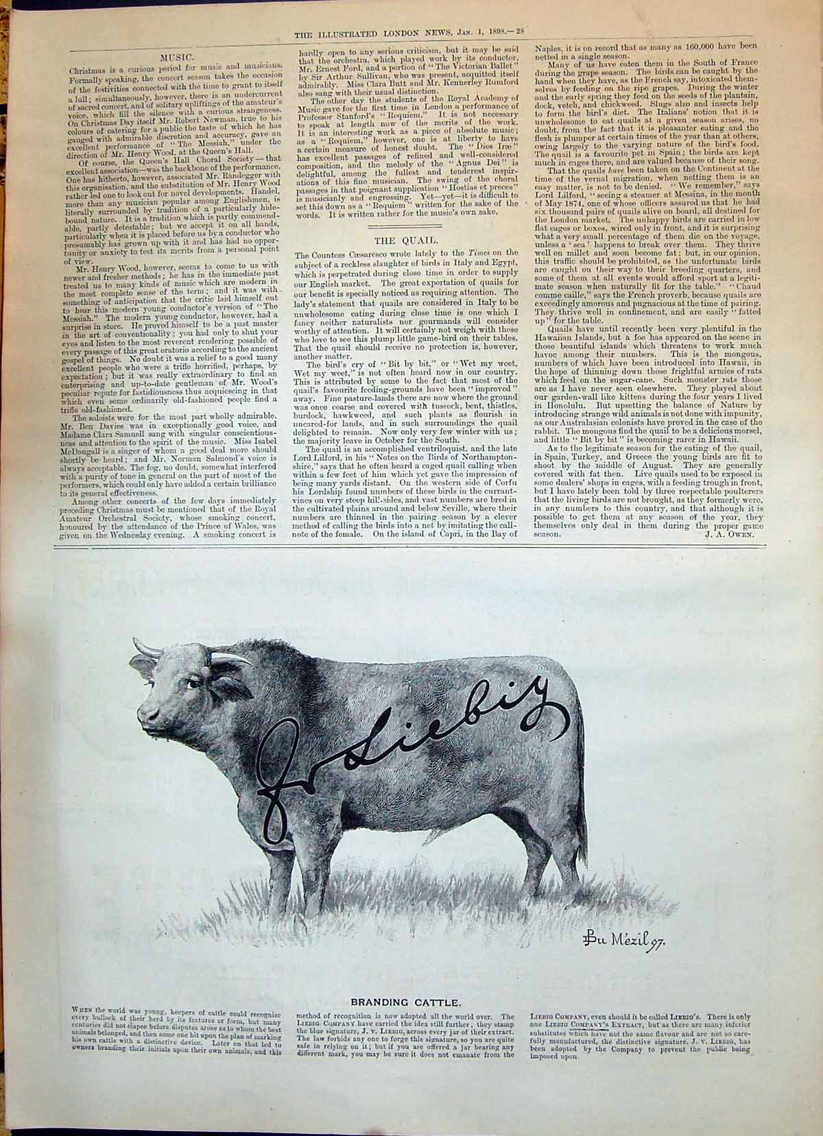 Antique Old Print Advertisement Liebig Company Extract Branding Cattle 1898