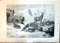 Old 1898 Ptarmigan Birds Stag Mountains Baluchistan Baluchi Jask Tele Victorian