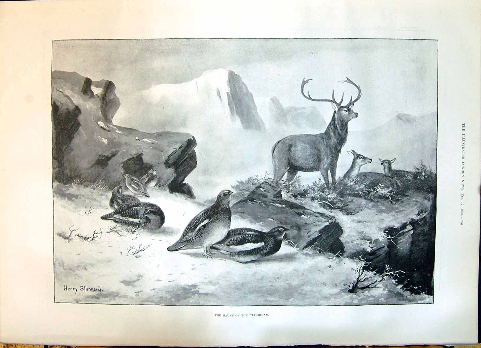 Old 1898 Ptarmigan Birds Stag Mountains Baluchistan Baluchi Jask Tele Victorian
