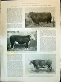 Old 1898 Smithfield Cattle Show Earl Strathmore Aberdeen Heifer Heref Victorian