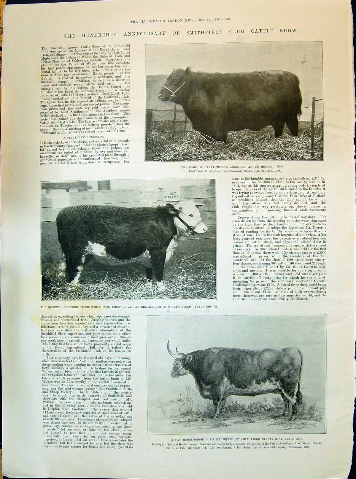 Old 1898 Smithfield Cattle Show Earl Strathmore Aberdeen Heifer Heref Victorian