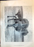 Old 1899 South Africa Ostriches Zoological Gardens Dogs Playing Beach Victorian