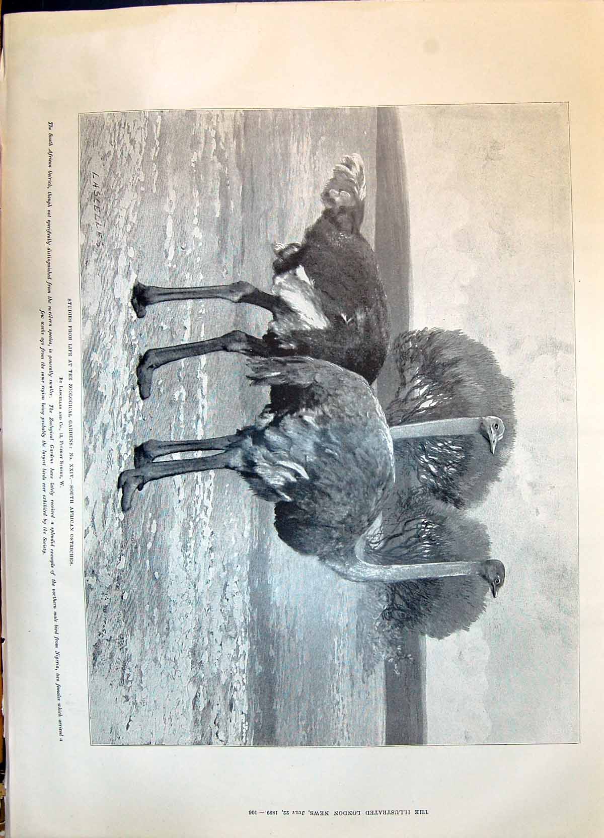 Old 1899 South Africa Ostriches Zoological Gardens Dogs Playing Beach Victorian