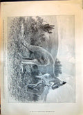 Old 1899 Red Kangaroo Fruit Gatherers Strawberries Farm House Raspber Victorian