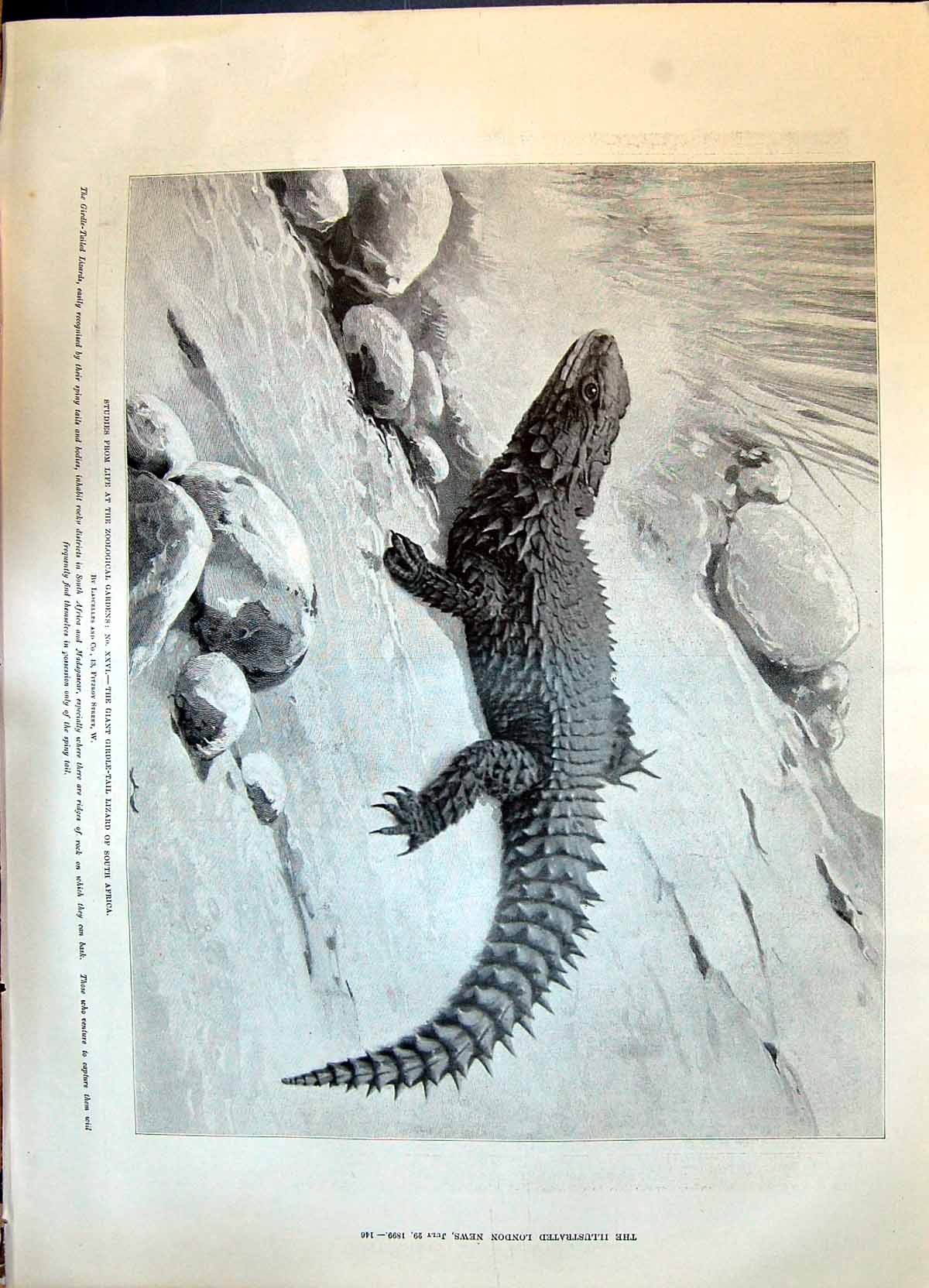 Old 1899 Giant Girdle-Tail Lizard Africa Navy Ships Mars Diadem Portl Victorian