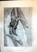 Old 1899 Zoological Gardens Common Alligators Mississippi River Lasce Victorian