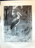 Old Antique Print 1899 Studies Life Zoological Gardens Marabou Stork Bird 19th