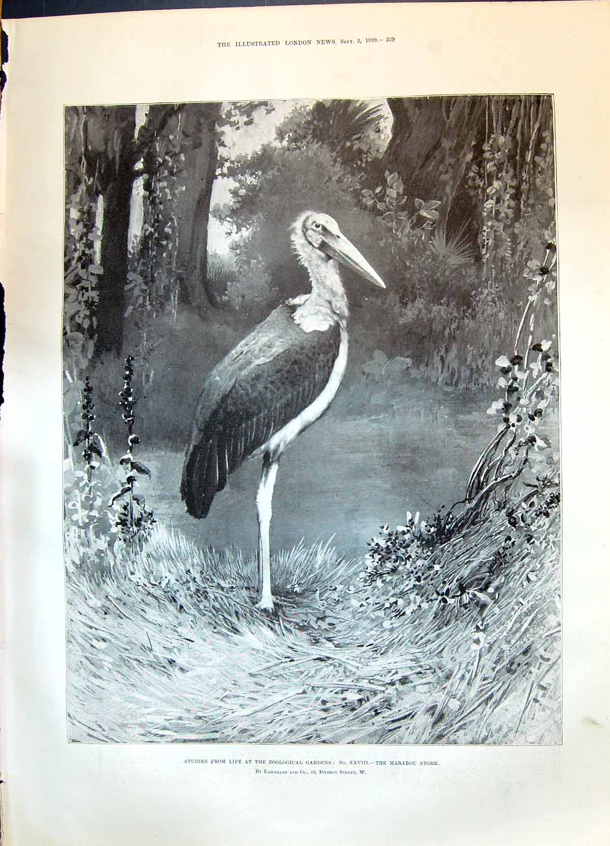 Old Antique Print 1899 Studies Life Zoological Gardens Marabou Stork Bird 19th