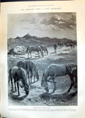 Old 1899 Transvaal War Boer Tethering Horses Kings Dragoon Scots Grey Victorian