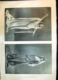 Old 1899 Julia Neilson Constance Majesty'S Theatre Rylands Deiniol Ha Victorian