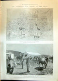 Old 1900 Transvaal War Boer Prisoners Ladysmith Killing Cattle Food L Victorian