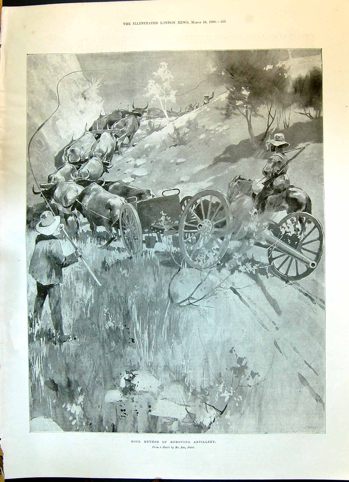 Antique Print 1900 Boers Removing Artillery War Bullocks Gilliat PenfTiche 20th
