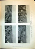 Old 1900 Buller Ladysmith War Tugela Ambulance Donga Lancashire Fusil Victorian