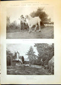 Old 1900 Royal Academy Art Horse Poultry Yard Wool Cargo-Boat Camels Victorian