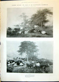 Old 1900 Autumn Animals Summer Cows Ladies Fashion Gown Frock Essex A Victorian