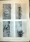 Old 1900 War African Light Horse De Aar Karoo General Buller Tugela C Victorian