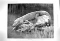 Original Old Antique Print 1900 Chinese Alligator Yangtse-Kiang China River