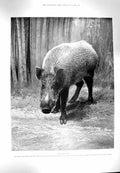 Old Antique Print 1900 Javan Wild Swine Animal Malaya Kansas Fire Brigade 20th