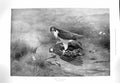 Original Old Antique Print 1900 Poacher Dead Bird Prey Nature Mountains 20th