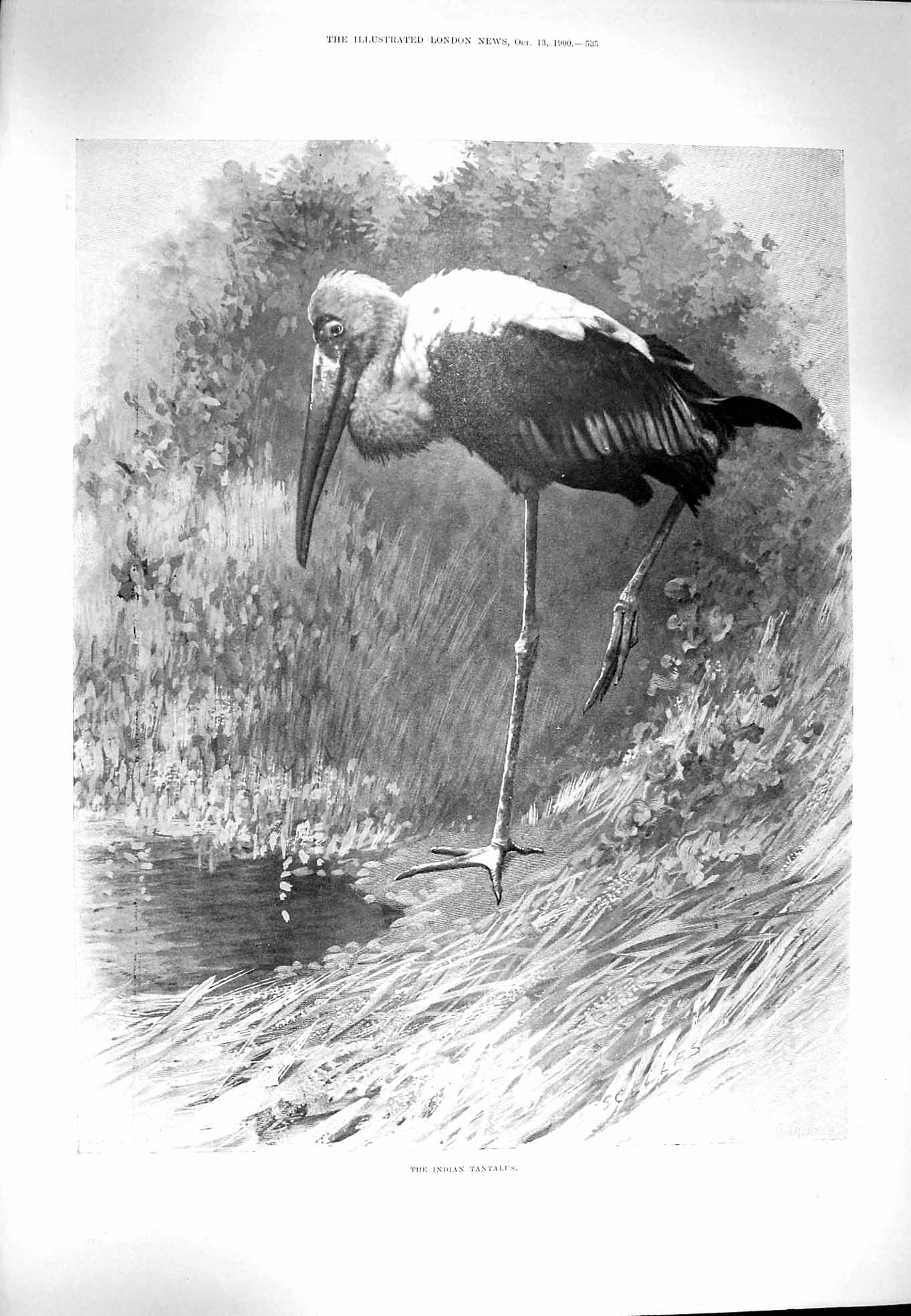 Original Old Antique Print 1900 Indian Tantalus Bird Nature Ornithology 20th