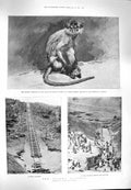 Old Antique Print 1900 Monkey C.I.V. Uganda Railway Sultan Hamid Bridge 20th