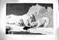 Old Antique Print 1900 Polar Bears Ice-Berg Mahon Briton Ship Gibb Mather 20th