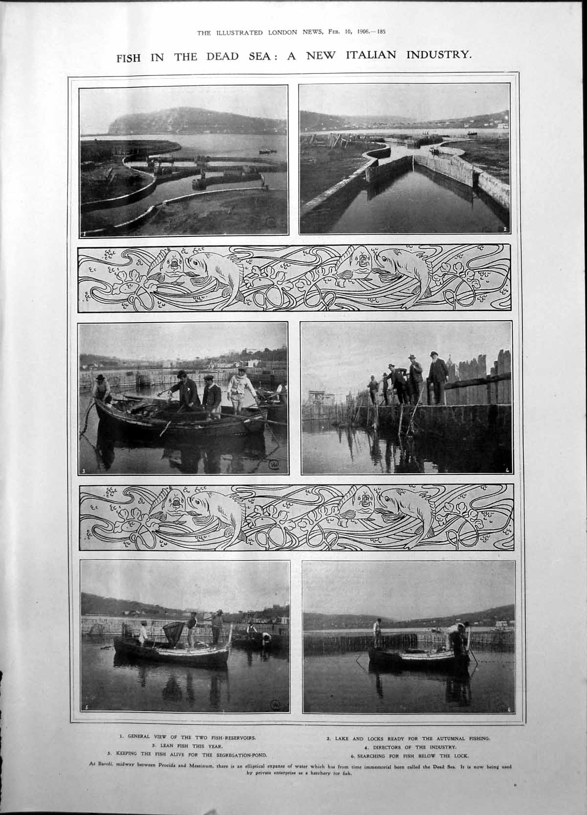 Old Fish Dead Sea New Italian Industry As March Hare Offering Pills 1906 20th