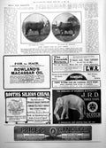 Old Print British Pedigree Stock For South America Bulls Premier Berrington1906