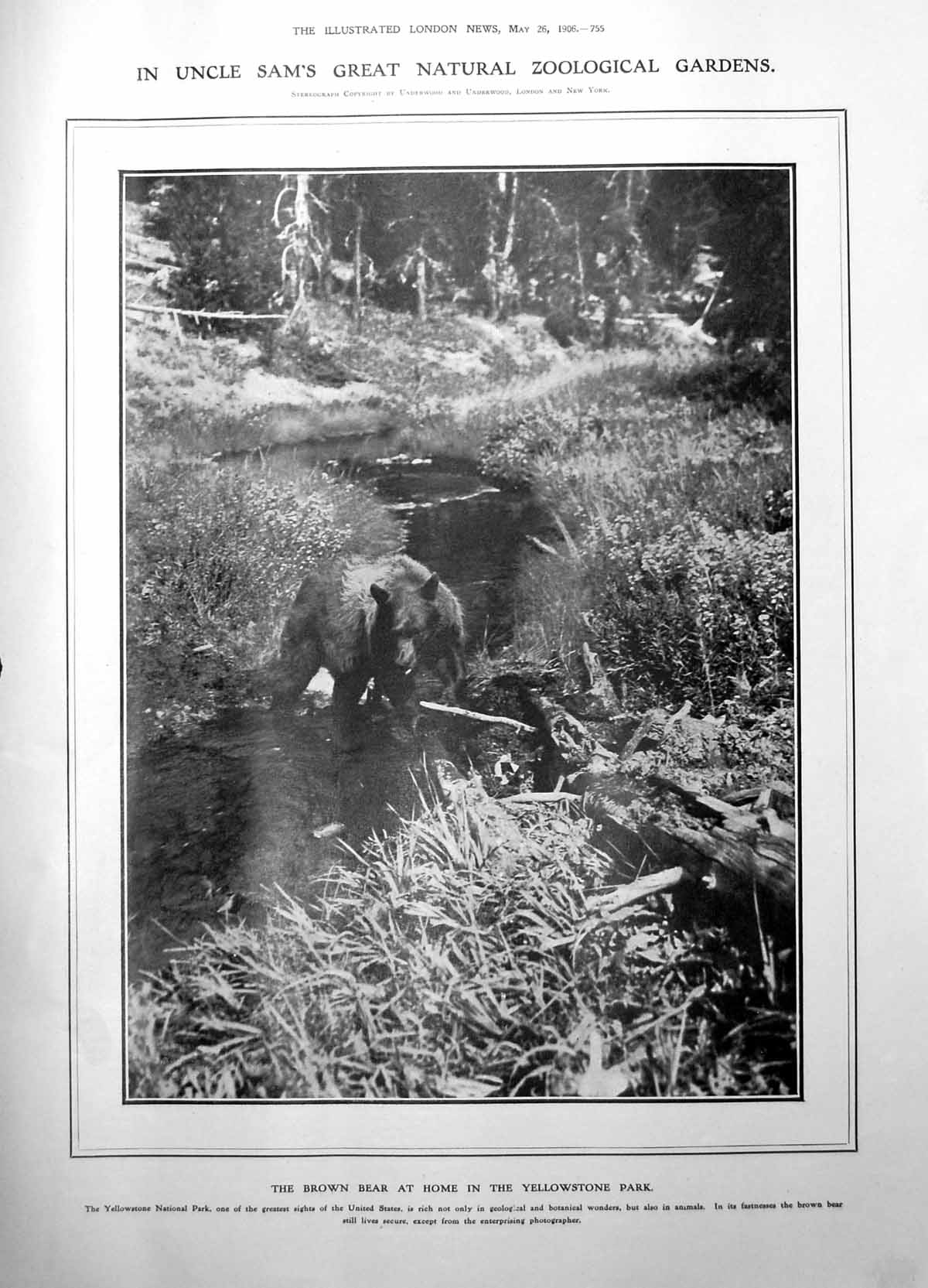 Old Antique Print Brown Bear Yellowstone Park Library Holland House 1906 20th