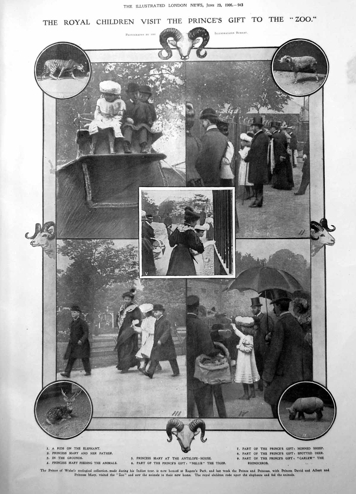 Print Prince Wales Zoo Regents Pk Animals India Visit Princes David Albert1906