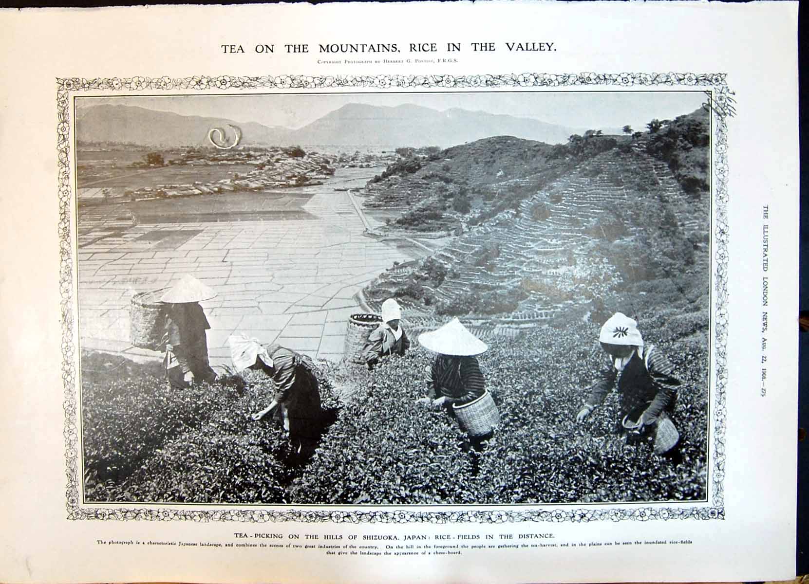 Old 1908 Tea Picking Hills Shizuoka Japan Rice Fields Blackfriars Bri 20th