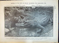 Old 1908 Head Mississippi Alligator Eye London George Josephine Malma 20th