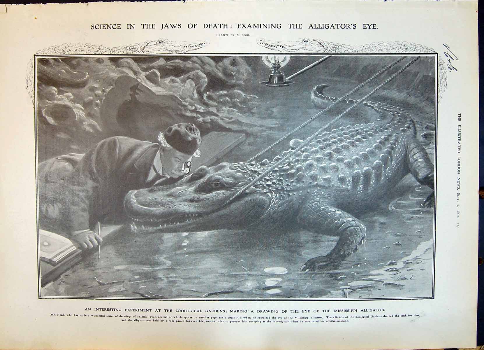 Old 1908 Head Mississippi Alligator Eye London George Josephine Malma 20th
