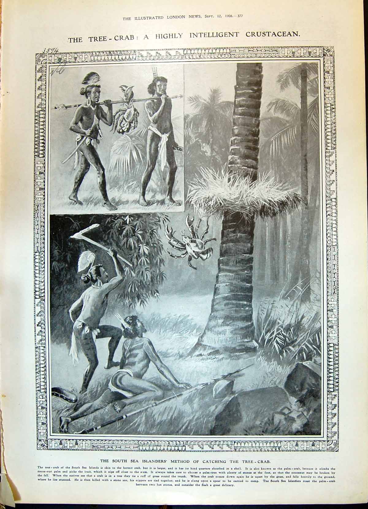Old 1908 South Sea Islanders Catching Tree-Crab Hop-Field Glasgow Col 20th